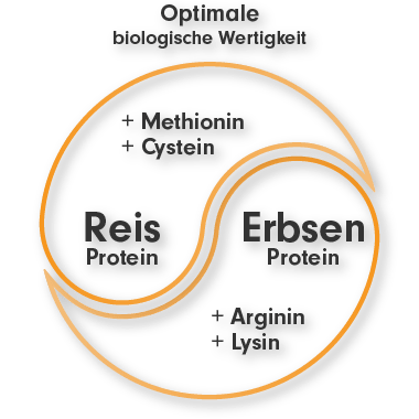 Erbsenprotein-Pulver + Reisprotein-Pulver vegan Protein Blend