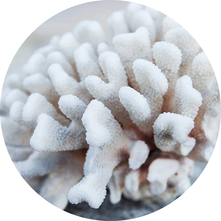 Sango Meeres-Koralle als natürliche Calcium und Magnesium Quelle