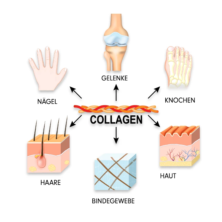 Collagen Vegan - pflanzliches Kollagen-Pulver - Collagen, Aufgaben und Funktionen