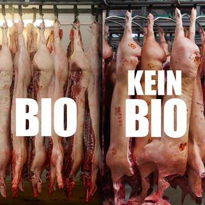 Bio-Fleisch - Tierschutz und Tierwohl bei biologischer Landwirtschaft