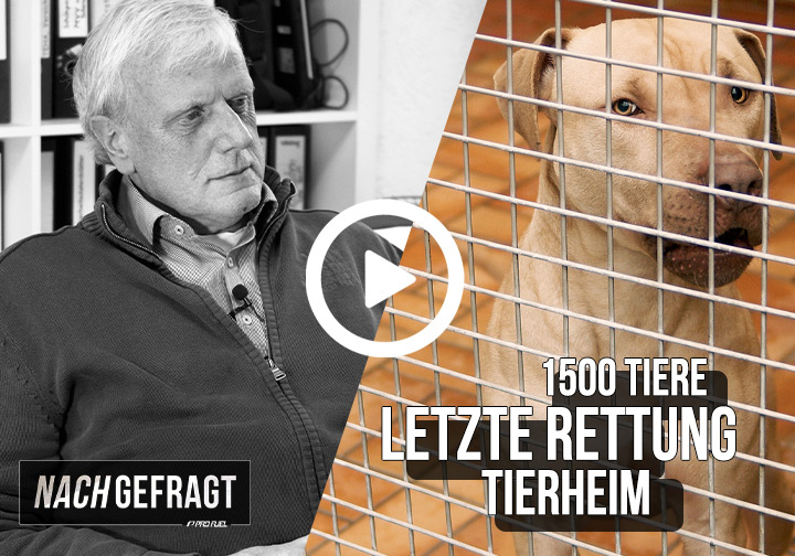 NACHGEFRAGT #2 | Letzte Rettung Tierheim - Interview mit Herbert Rückert - Letzte Rettung Tierheim - Interview mit Tierschützer Herbert Rückert